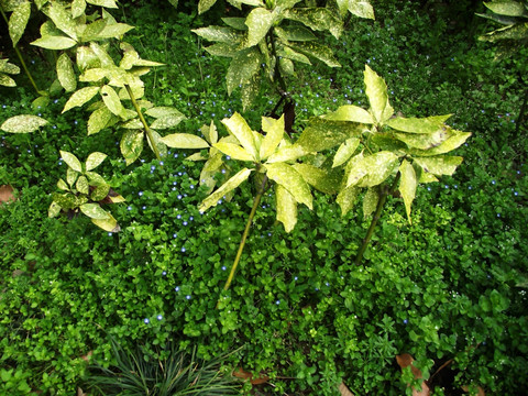 南京中山陵植物