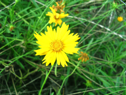 野菊花