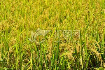 丰收 秋收 水稻 稻田 稻谷
