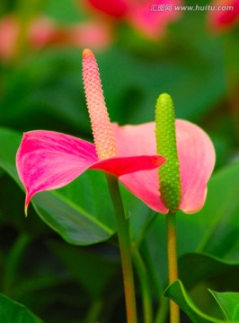 红掌花特写