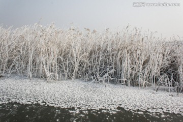 湿地冬天