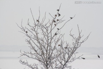 冬日麻雀