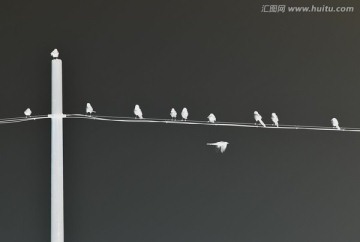 鸟