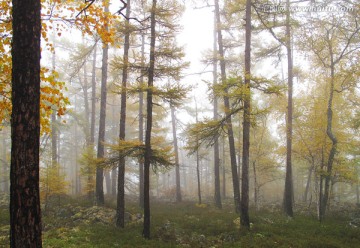 晨雾中的秋林