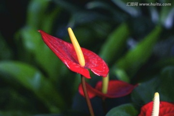 红掌