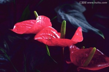 红掌