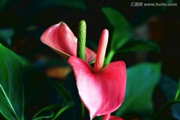 红掌