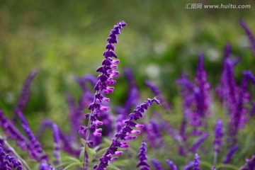 熏衣草