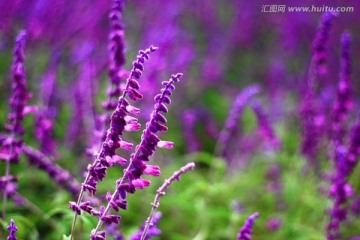 熏衣草
