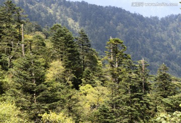 美姑县自然保护区松树