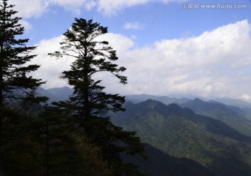 美姑县自然保护区松树