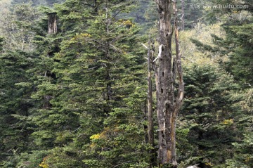 美姑县自然保护区枯木