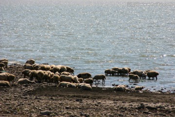 呼伦湖畔的羊群