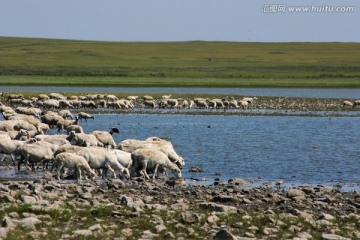 呼伦湖畔的羊群