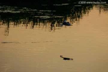 湿地鸥影