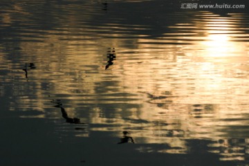 湿地鸥影