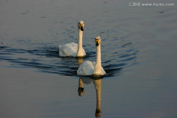 大天鹅