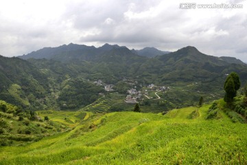 田野