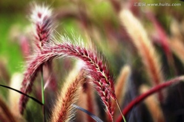 狗尾草