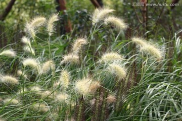 芦苇