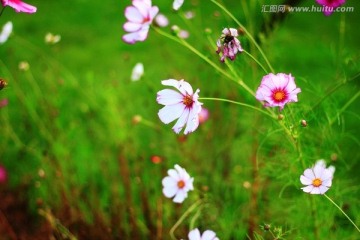 野菊花