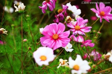 野菊花