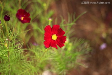 野菊花