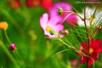 野菊花