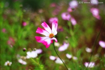 野菊花 汇图 （7）