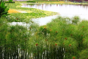 湿地风光