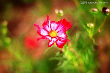 野菊花
