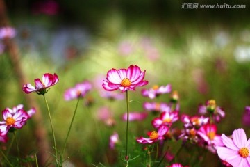 野菊花