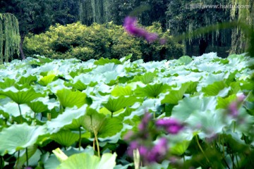 荷花池