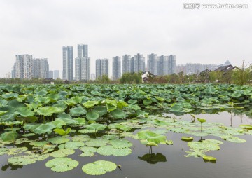武汉沙湖公园荷塘
