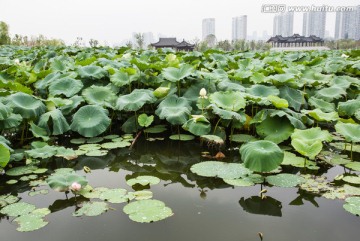 武汉沙湖公园荷塘