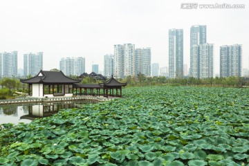 武汉沙湖荷塘