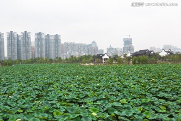 武汉沙湖公园荷塘