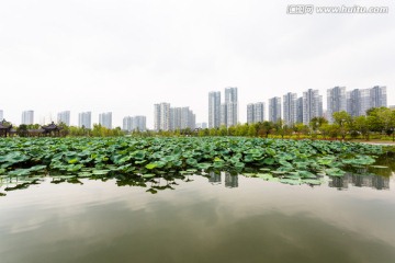 武汉沙湖公园荷塘