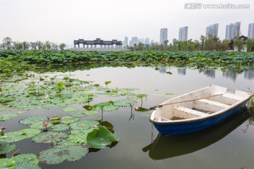 武汉沙湖公园荷塘