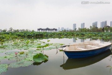 武汉沙湖公园荷塘