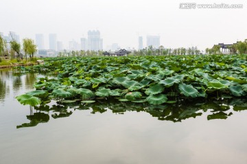 武汉沙湖荷塘