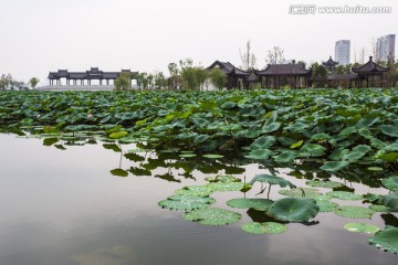 武汉沙湖公园荷塘