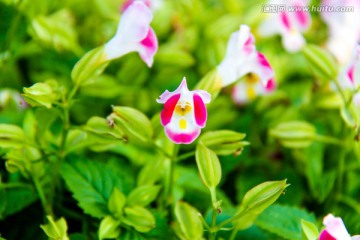 花卉