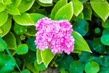 花卉