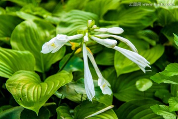 花卉