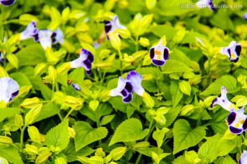 花卉