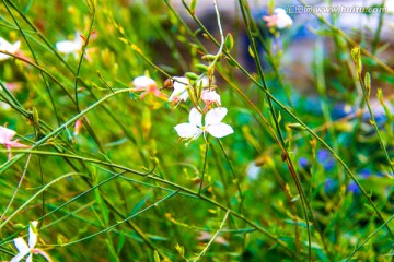 花卉