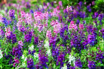 花丛