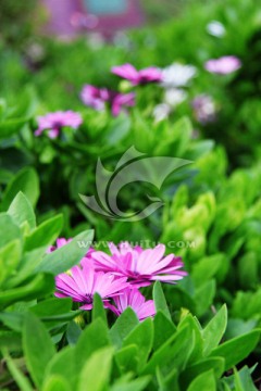 花卉