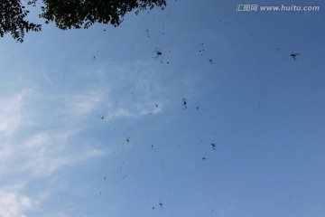 一群蜘蛛